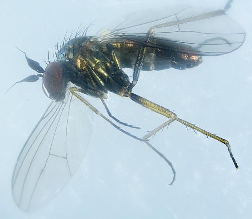 Syntormon denticulatum